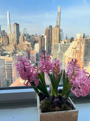 a flower pot with purple flowers in front of a window at Hotel Beacon in New York