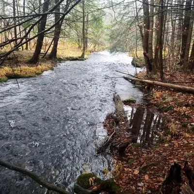a stream in the middle of a forest at Roscoe Cabin Pet friendly in Roscoe
