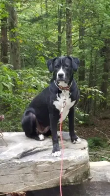 a black and white dog sitting on a rock at Roscoe Cabin Pet friendly in Roscoe