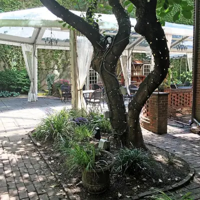 a tree in a garden with a white tent at Morris House Hotel in Philadelphia