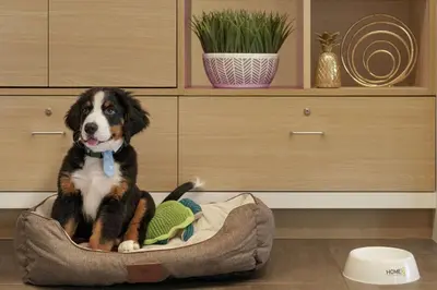 a dog sitting in a dog bed in a room at Home2 Suites By Hilton Ephrata in Ephrata