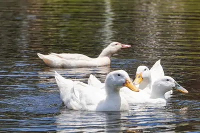 a group of white ducks swimming in the water at Close to Slopes Lakeside Cottage in Pocono Mtns in Brodheadsville