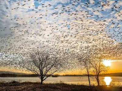 a flock of birds flying over a body of water at Black Bear Lodge @ Middle Creek in Stevens