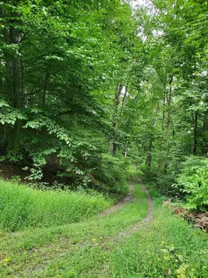a dirt road in the woods with trees at Glenwood Inn - Stroudsburg in Delaware Water Gap