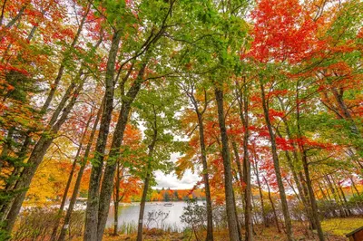 a group of trees with a lake in the background at Scandi Lakefront Condo Near Big Boulder Ski! in Lake Harmony