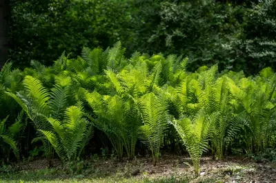 a group of green plants in a field at The South Mountain Inn in Wernersville