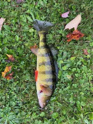 a fish laying on the ground in the grass at Lakeside Reflections in Oxford