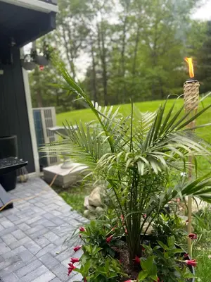 a potted plant in a yard next to a house at Amazing Poconos House . Sauna/Hot Tub/Private Pool in East Stroudsburg