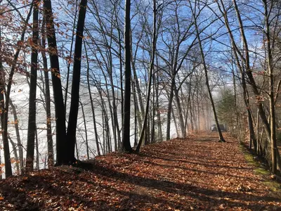 a path in the woods with leaves on the ground at Slumberland at the River's Edge in Pond Eddy