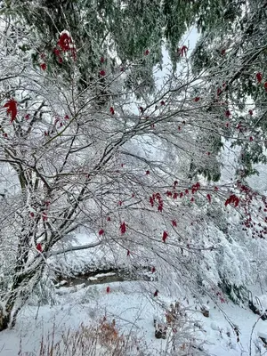 a tree with red berries on it in the snow at The Blue House On The Hill Catskills—Views in Claryville