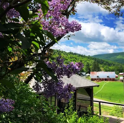 a tree with purple flowers in front of a building at The Blue House On The Hill Catskills—Views in Claryville
