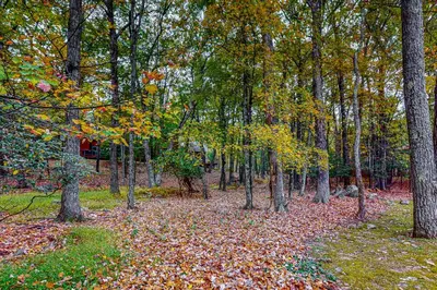 a forest with leaves on the ground and trees at Big Boulder Bliss in Lake Harmony