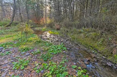 a dirt trail in the woods with a creek at Unadilla Cabin on 50 Acres and Fire Pit and Creek in Unadilla