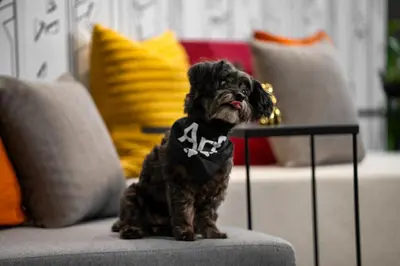 a small dog sitting on a couch wearing a skeleton shirt at Aloft New York Chelsea in New York