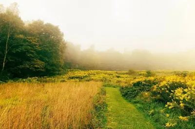 a path through a field with yellow flowers at Hamden Hill House in Hamden