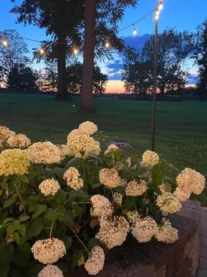 a bush of white flowers in a garden at dusk at Cromwell Manor Inn in Cornwall-on-Hudson