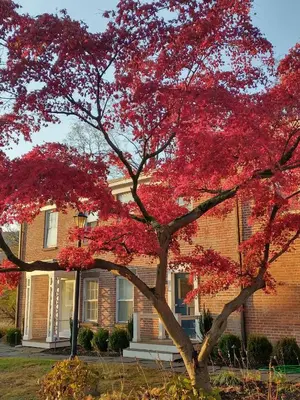a red tree in front of a brick building at Cromwell Manor Inn in Cornwall-on-Hudson