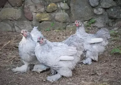a group of chickens standing in the dirt at Private Lakeview Cottage and 2 Farmhouse Apartments near Rt 80 easy to NYC in Blairstown