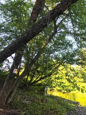 a tree with a string hanging from a tree at Rare River Views & Access, Cabin by Eden Islands in Montague