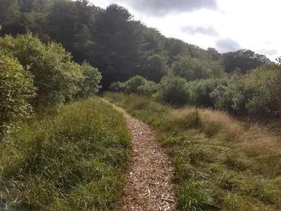 a dirt trail in a field with trees at Catskills tiny house cabin in Livingston Manor