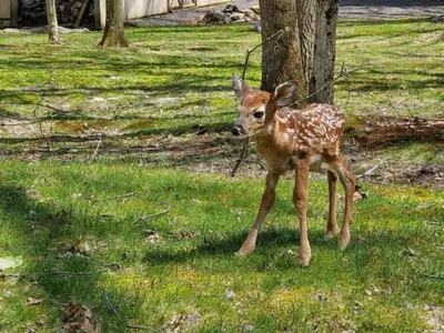 a baby deer standing in the grass next to a tree at Spacious Home by Kalahari Waterpark, Camelback, Jim Thorpe, FREE EV and PRIVATE SAUNA in Albrightsville