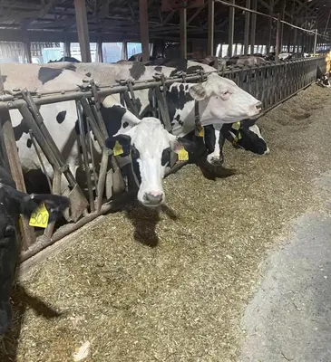 a group of cows sticking their heads through a fence at Farmhouse at Landyshade in Lancaster