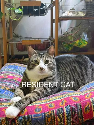 a cat laying on a bed with a registration sign on it at Beautiful and spacious apartment in Times Square! in New York