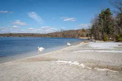 two swans are walking on the shore of a lake at Dock and Sunroom Waterfront Home Near Kalahari! in Pocono Summit