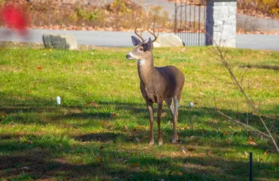 a deer standing in the grass in a field at Stunning Poconos Villa- Hot Tub, Pool, Game Room, BBQ & more in East Stroudsburg